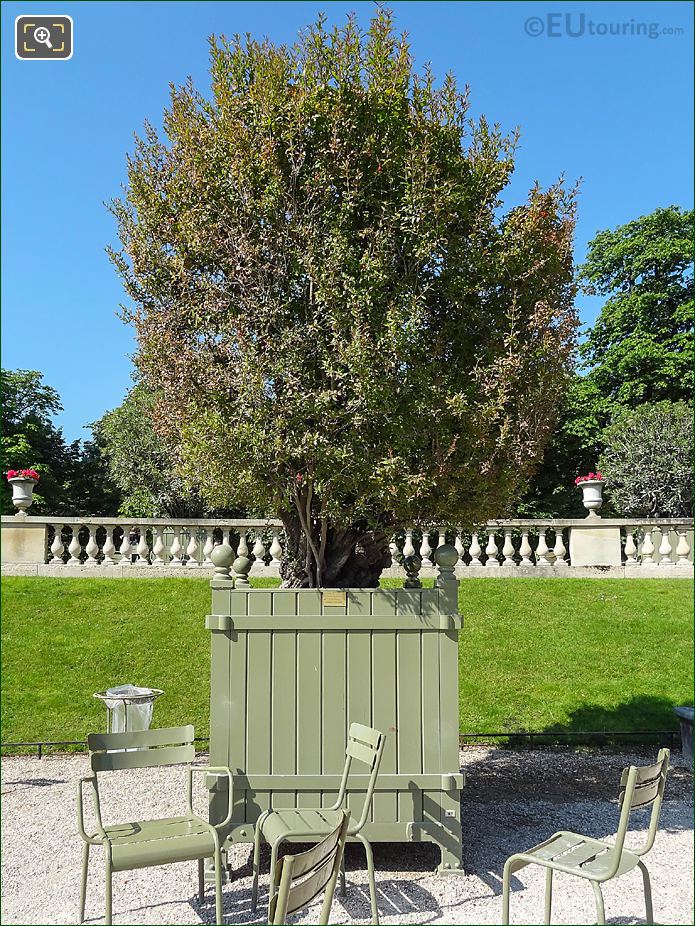 Pot no 41 and flowering Pomegranate Tree in Jardin du Luxembourg