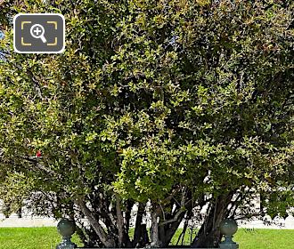 Foliage on Pomegranate Tree in Jardin du Luxembourg