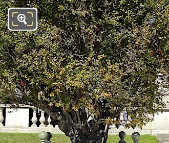 Foliage and red buds on Pomegranate Tree in Jardin du Luxembourg