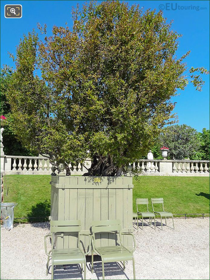 Pot 29 Double Flowering Pomegranate Tree, Jardin du Luxembourg