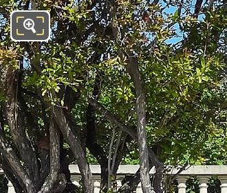 Foliage and twisted bark of Pomegranate Tree in Jardin Du Luxembourg