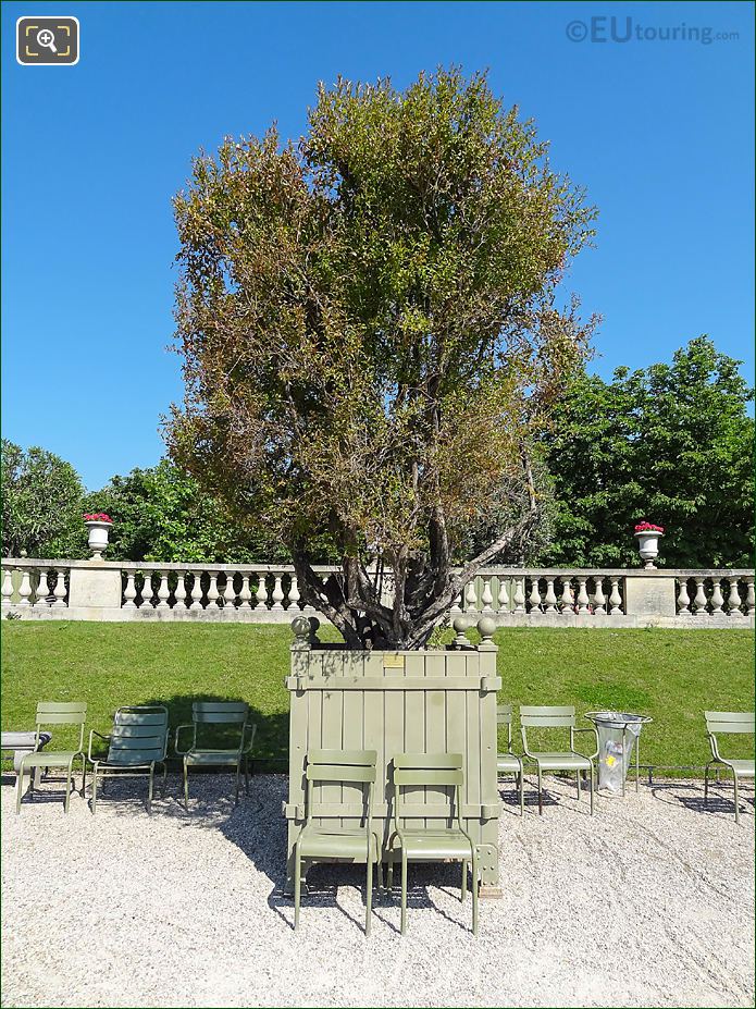 Pot 35 flowering Pomegranate Tree in Jardin du Luxembourg