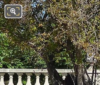 Foliage on Pomegranate Tree shrub in Jardin du Luxembourg