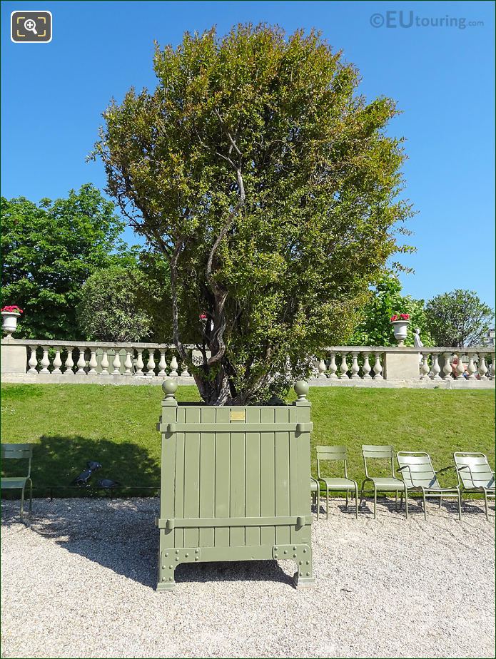 Pot 38 with oranemtal Pomegranate Tree in Jardin du Luxembourg