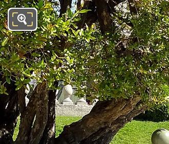 Flowering Poemegranate Tree foliage and branches, Jardin du Luxembourg