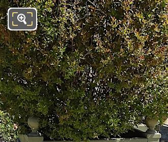 Foliage of double flower Pomegranate Tree in Jardin du Luxembourg