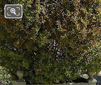 Foliage of double flower Pomegranate Tree in Jardin du Luxembourg