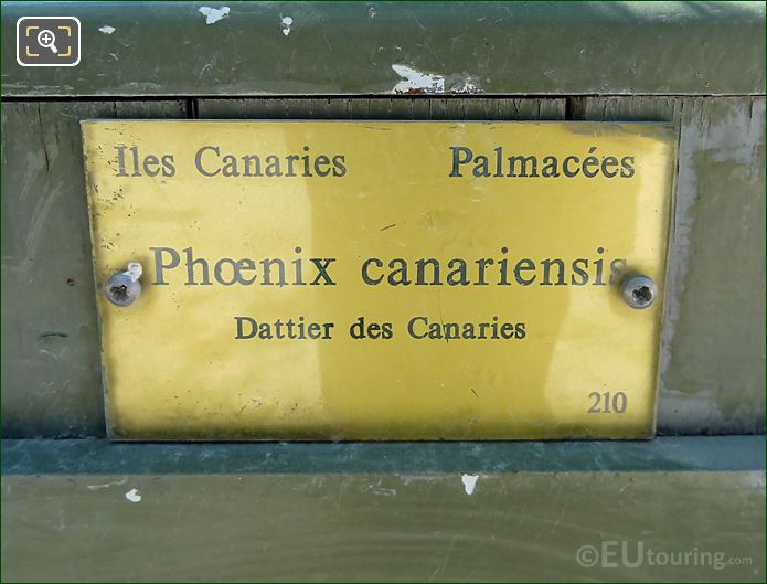 Info plaque on pot 210 Pheonix Canariensis, Luxembourg Gardens