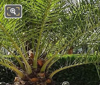 Foliage on Date Palm Tree, Pinapple Palm in Jardin du Luxembourg