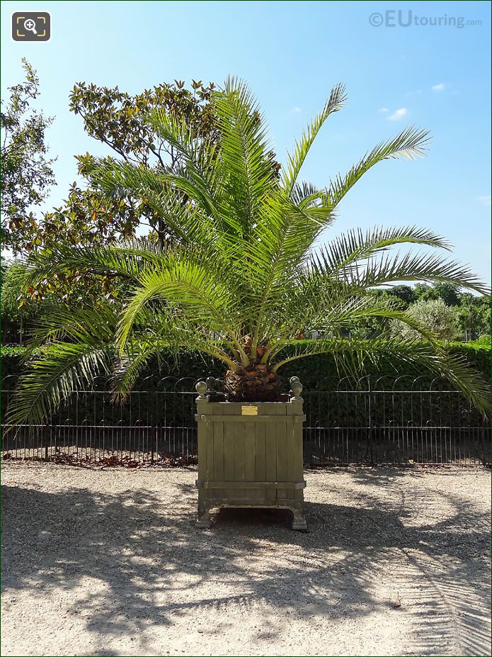 Pot 210 with Date Palm Tree in Jardin du Luxembourg