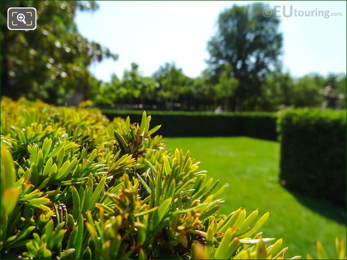 Macro of hedge leaves at Jardin de la Roseraie