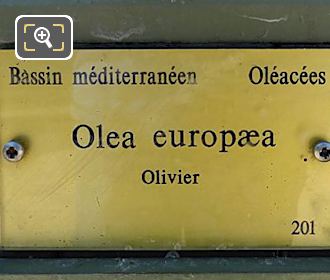 Olive Tree info plaque on plant pot 201