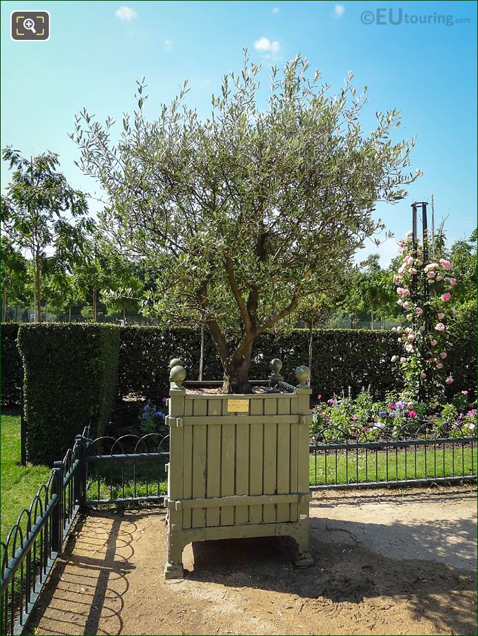 Pot 204 with European Olive Tree in Jardin du Luxembourg