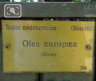 Info plaque Pot 204 for Olea Europaea Olive Tree, Jardin du Luxembourg