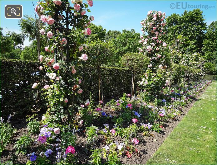 Roses in the Rose Garden of Jardin du Luxembourg