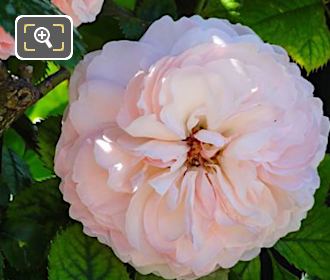 Macro photo of pink rose in Jardin de la Roseraie, Paris