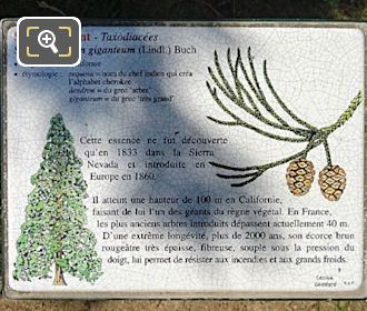 Jardin du Luxembourg info plaque for Sequoiadendron Giganteum Tree