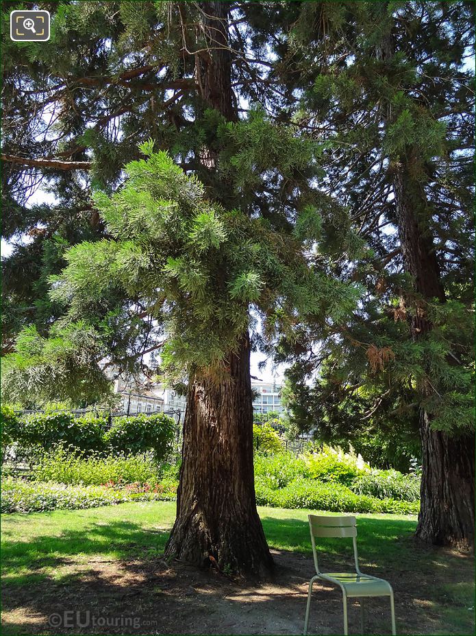 Giant Sequoia, Giant Redwood Tree, Jardin du Luxembourg, Paris