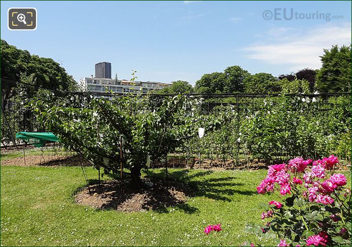Jardin du Luxembourg historical orchard in SW corner