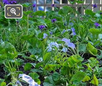 Pale blue flowering Petunia in Jardin du Luxembourg