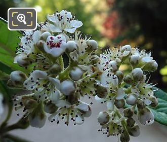 White flowering shrub in Jardin du Luxembourg