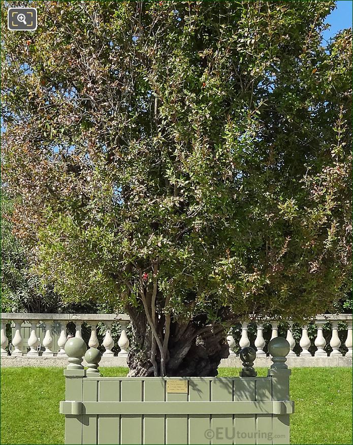 Foliage on legendary Pomegranate Tree, Jardin du Luxembourg