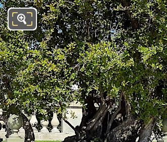 Foliage of Double Flowering Pomegranate Tree, Luxembourg Gardens, Paris