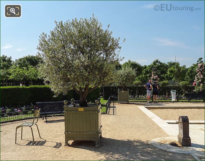 Jardin du Luxembourg Olive Tree in pot no 201
