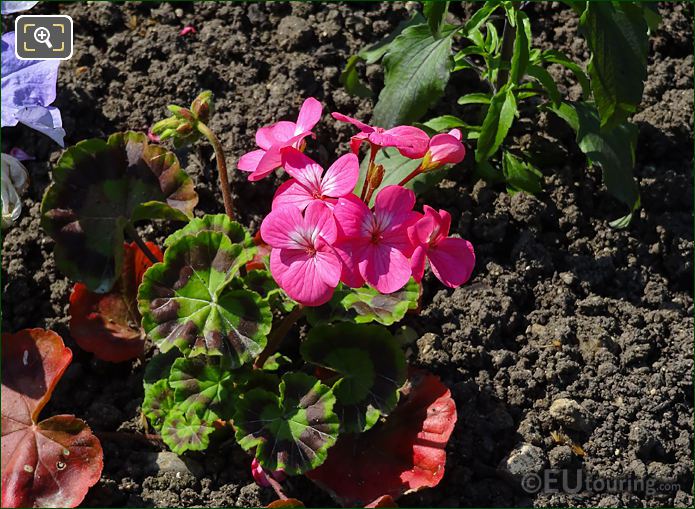 Pink Happy Thought Geranium in Jardin du Luxembourg