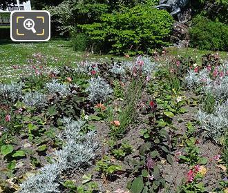 Silver leaf bedding plants in Jardin du Luxembourg