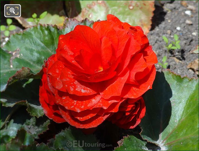 Macro of red flower in full bloom in Jardin du Luxembourg