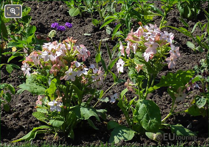 Dusty pink Trumpet Flowers in Jardin du Luxembourg