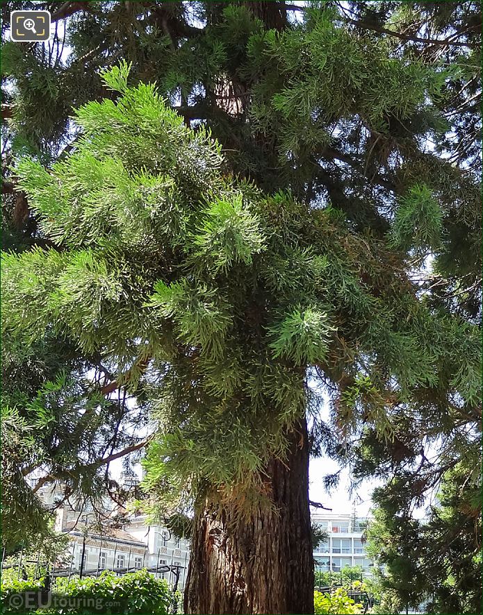 Foliage and branches on historical tree in Jardin du Luxembourg