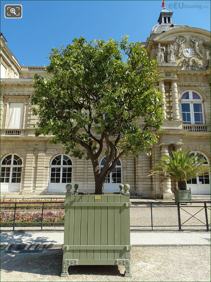 Pot 129 with 250 year old Sweet Orange fruit tree, Jardin du Luxembourg