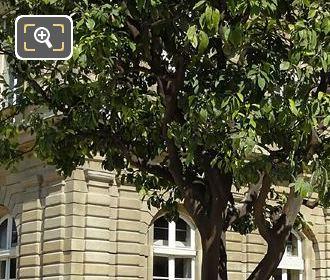 Jardin du Luxembourg Citrus Sinensis tree in a green oak crate