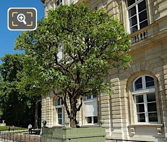 Historical Citrus Aurantium in Luxembourg Gardens