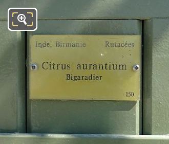 Pot 150 tourist info plaque for Citrus Aurantium