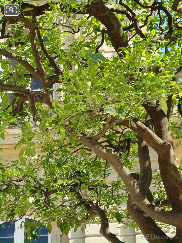 Branches of a Citrus Aurantium or Bitter Orange tree