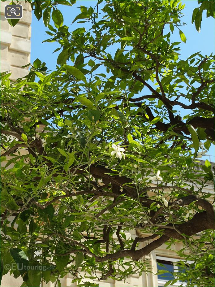 White flower blossoms of a Bitter Orange tree