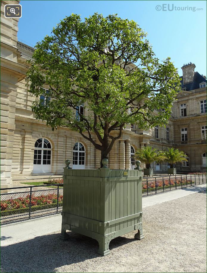 250 year old Bitter Orange Tree in Jardin du Luxembourg, Paris