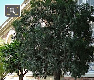 Jardin du Luxembourg green pot 175 with Podocarpus Elongatus Tree