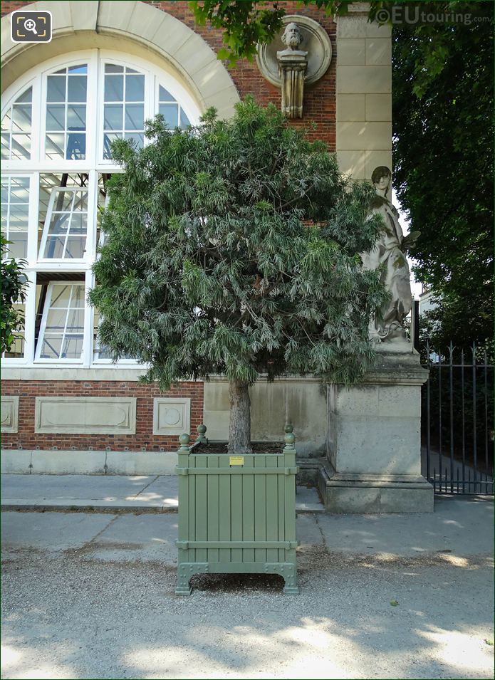 Pot 175 with Breede River Yellowood Tree in Jardin du Luxembourg