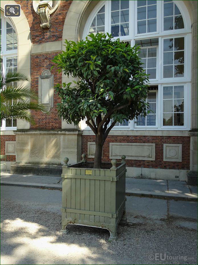 Pot no 115 with Bitter Orange Tree by the Orangerie in Jardin du Luxembourg