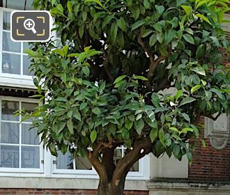 Jardin du Luxembourg green oak crate with a Citrus Aurantium