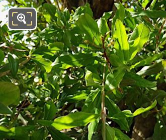 Close up of leaves and buds on Punica Granatum Tree