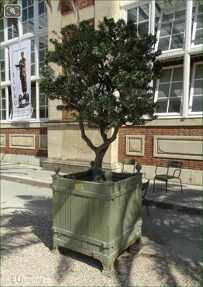 Green oak crate With Myrtle Leaf Orange Tree, Jardin du Luxembourg