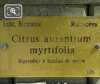 Plant pot 126 info plaque for Citrus Aurantium Myrtifolia Tree