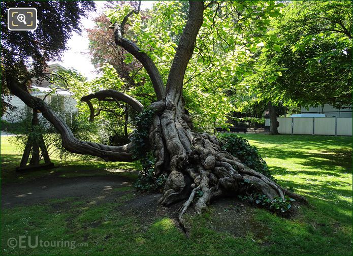 Wooden acrow support for tree branches