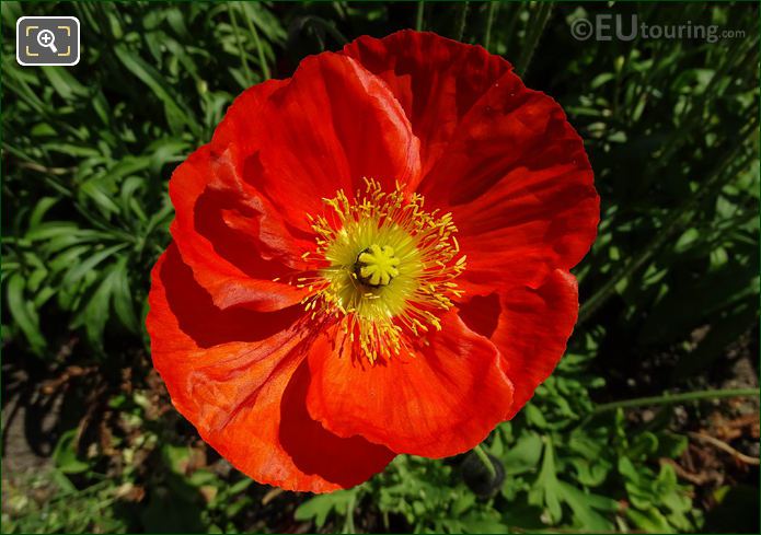 Macro of Papaver Nudicaule or Iceland Poppy, Jardin du Luxembourg