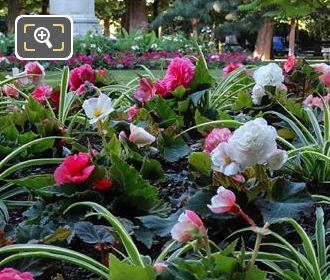 White and red Peonies in Jardin du Luxembourg